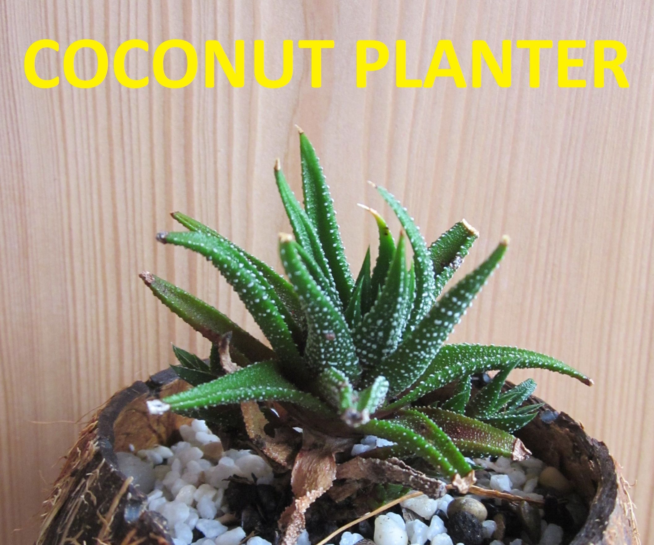 Coconut Planter