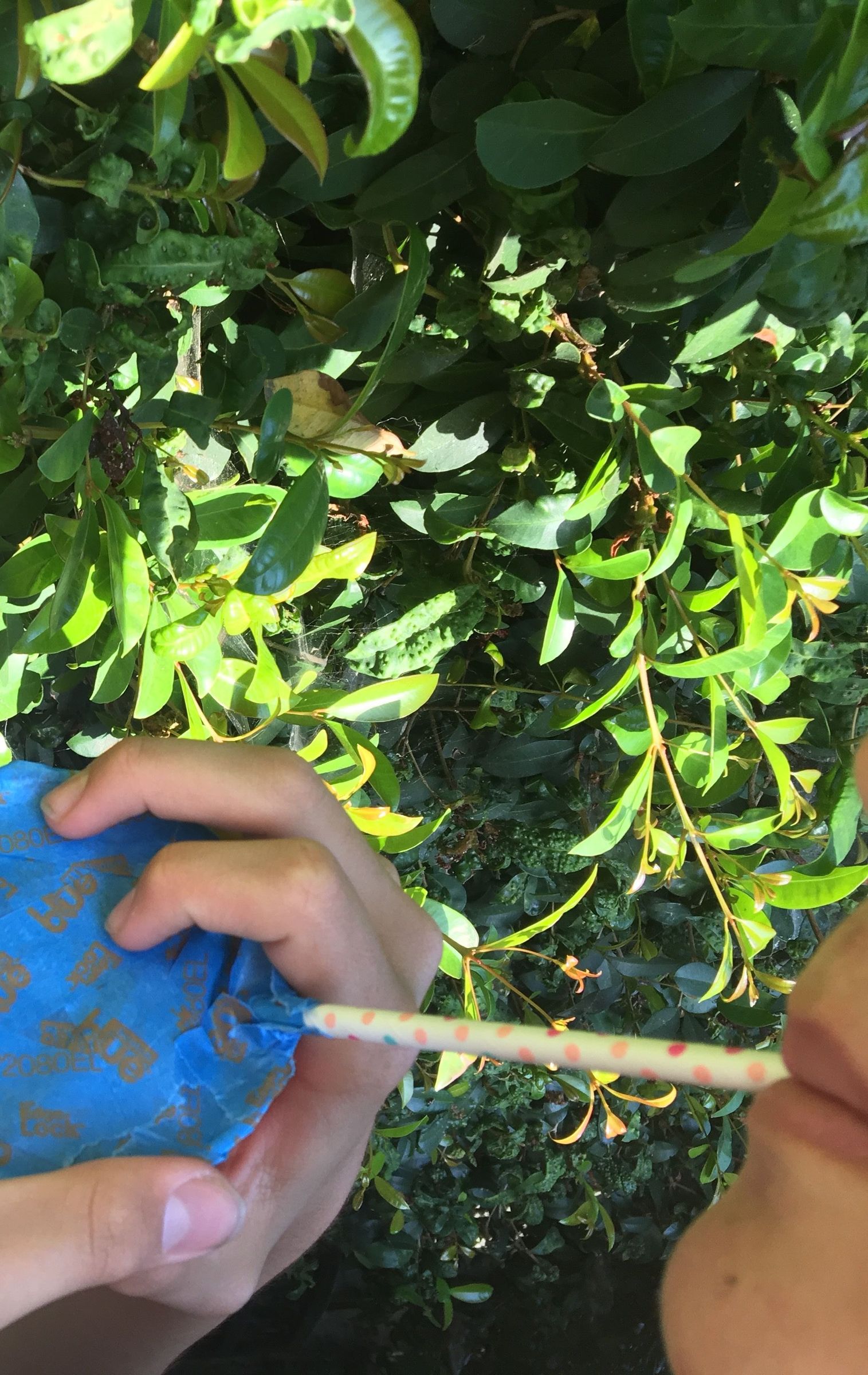 Bug Catcher : 3 Steps (with Pictures) - Instructables
