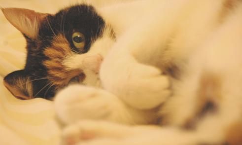 How to Befriend a Cat
