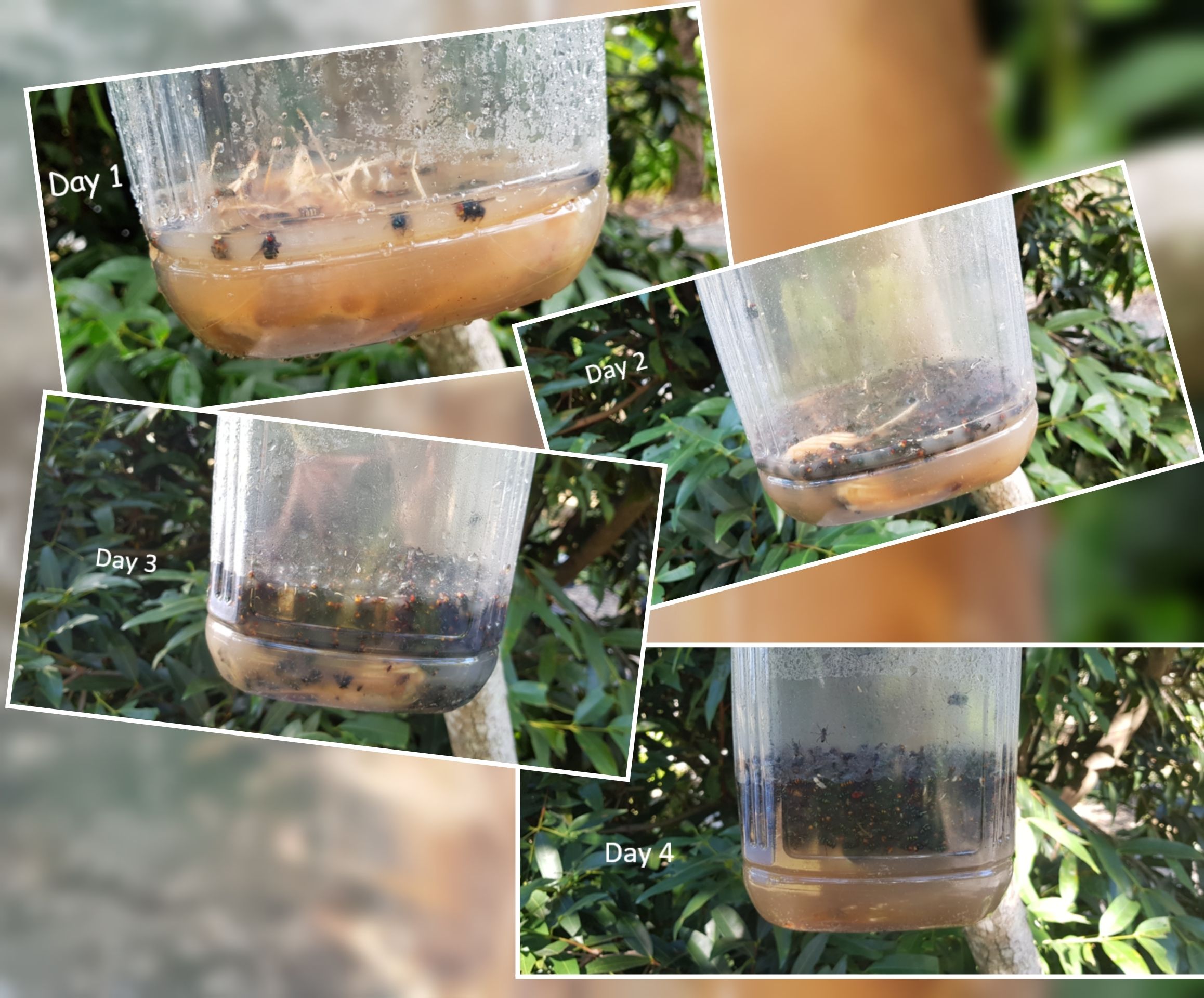 Fly Trap - DIY for Free : 6 Steps - Instructables, image size:1024x849