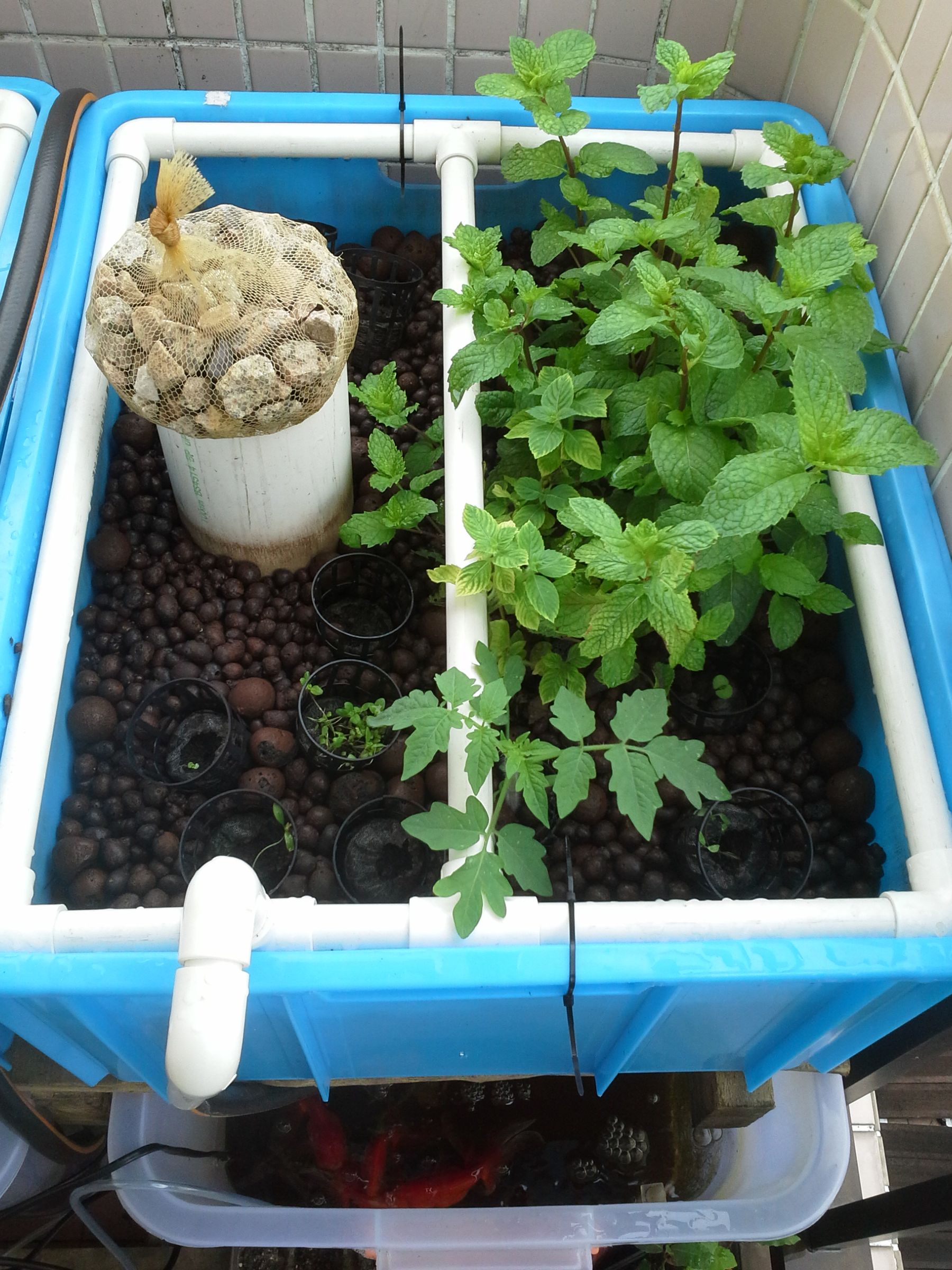 DIY Aquaponics System For Small Space