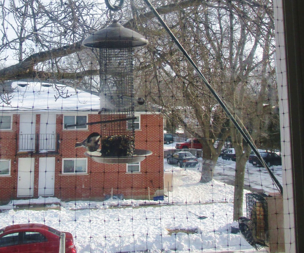 Bird-Strike Prevention 