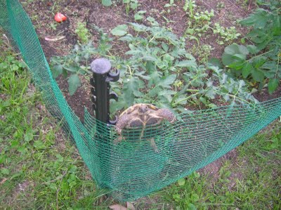 Tortoise Tracker (Analogue Version)