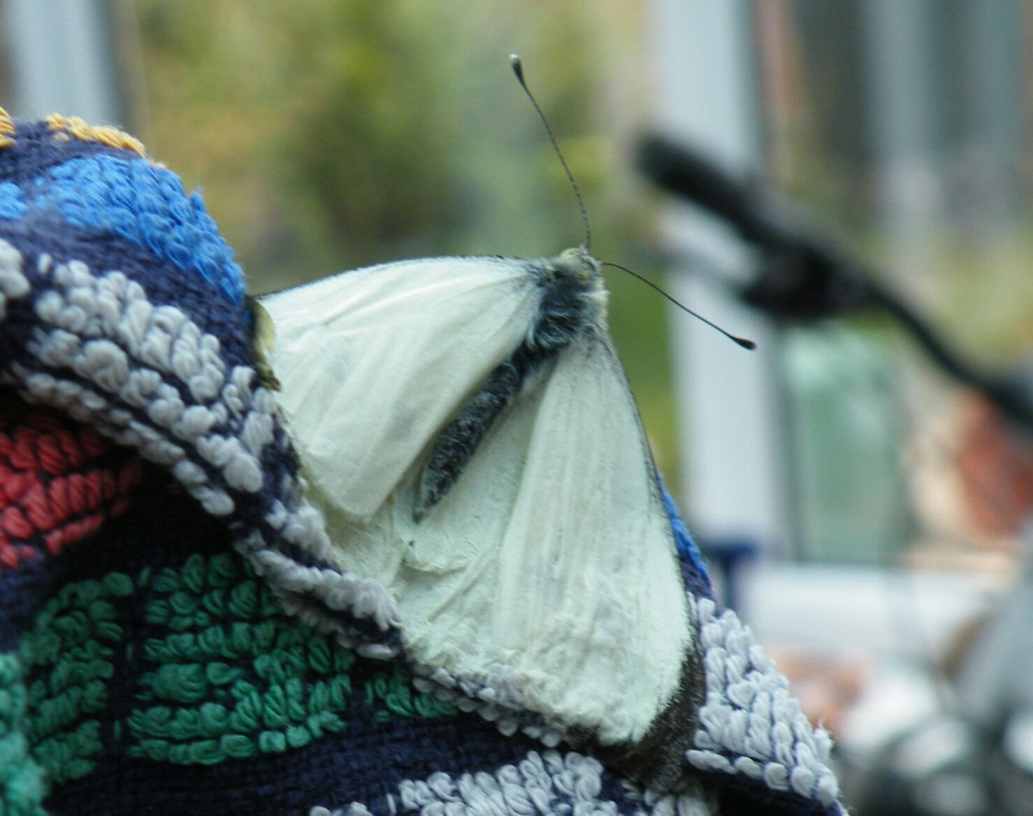 Safely Catch, Move and Release Butteflies and Moths.