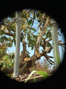 Binocular Mobile Phone Mount.