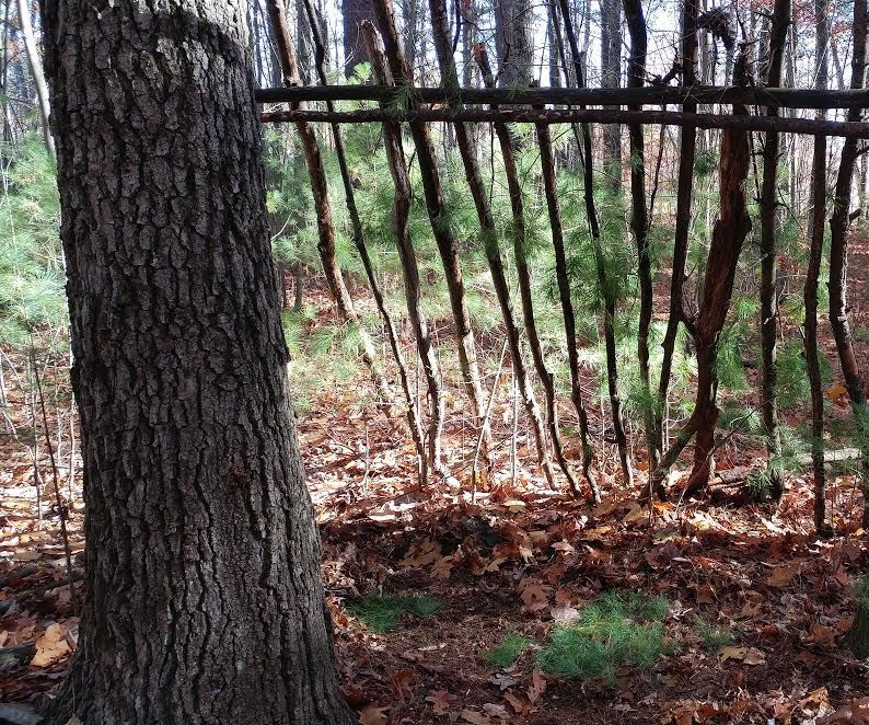A Lean-to