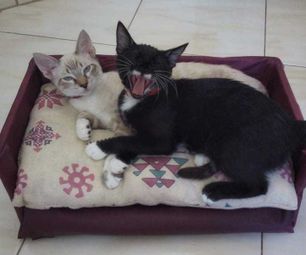 Cat Couch/Sofa
