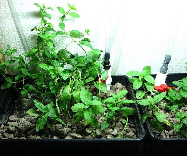 Ebb and Flow Aquaponics for the Office