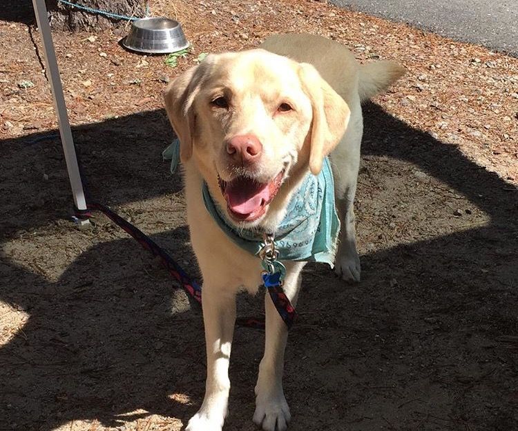 How to Clicker Train Your Dog