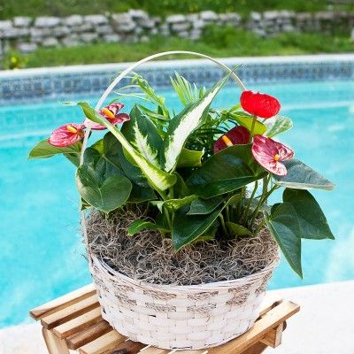 Congratulations Plants-Convey a Message of Happiness and Lasting Affection