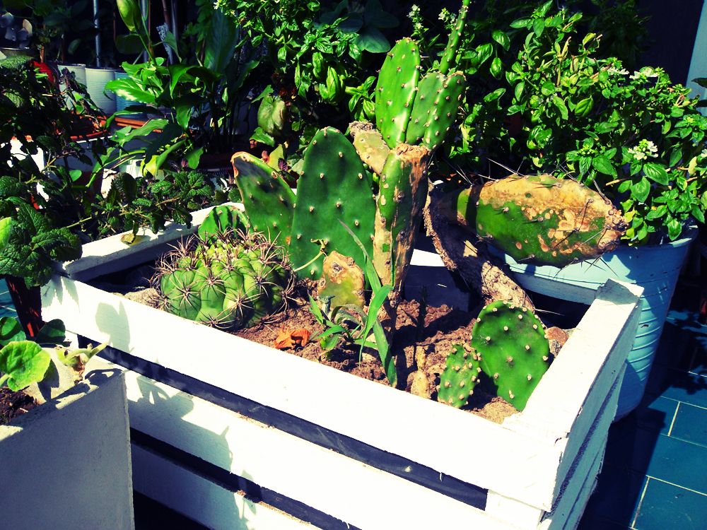Wooden Fruit Box Planter