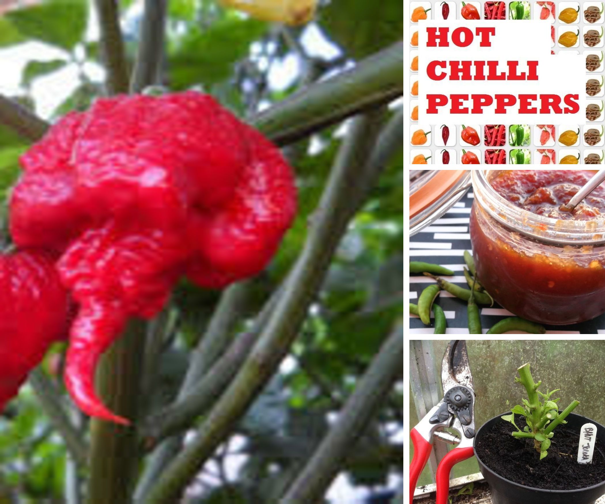 The Hot Chilli Connection