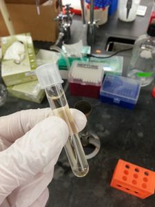 Creating the Bacterial Culture