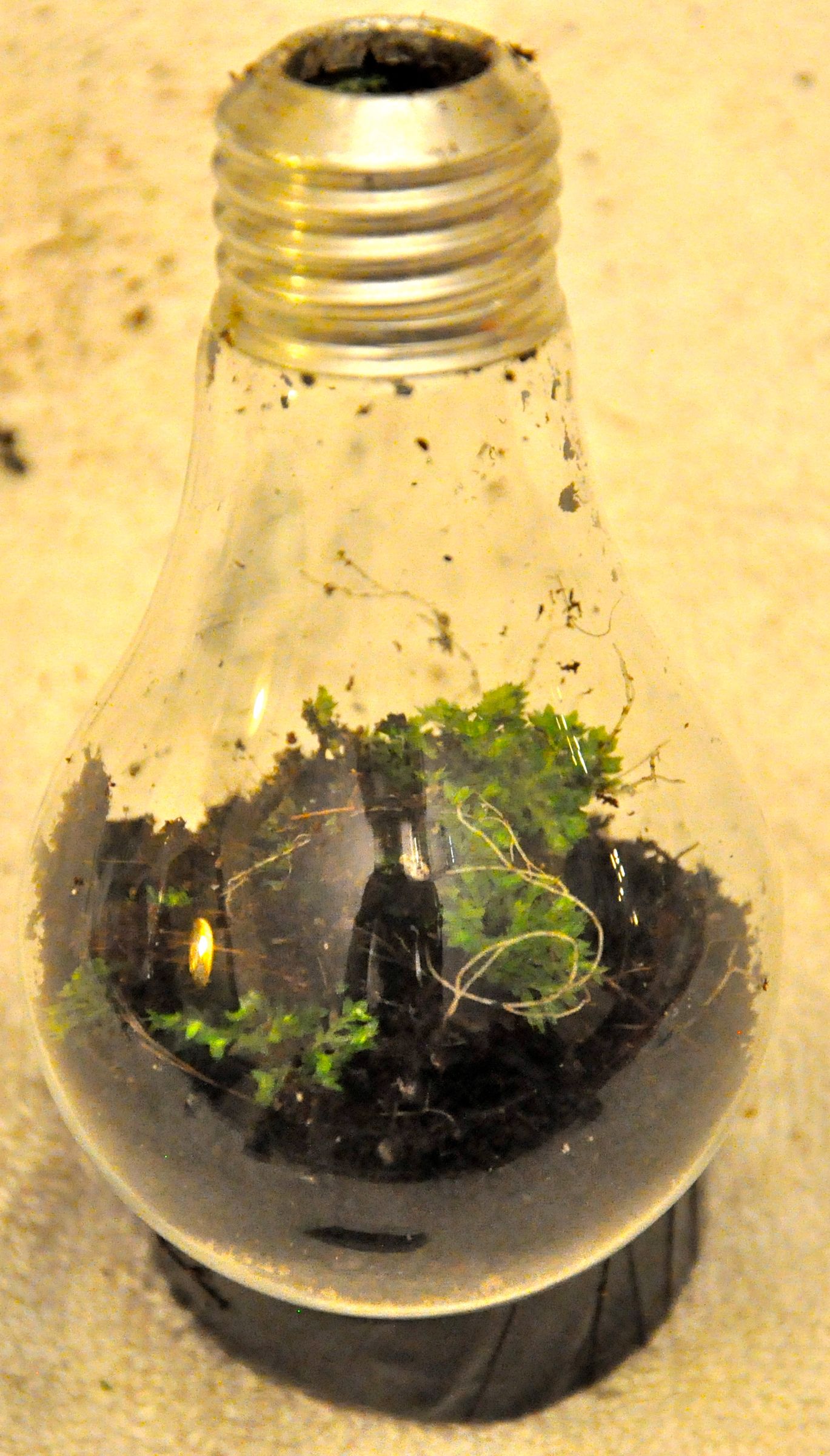 Light Bulb Terrarium 12 Steps (with Pictures) Instructables