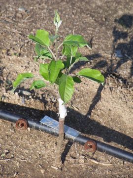 Growing Apple Trees From Seed. : 7 Steps - Instructables