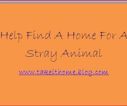 Help Find A Home For A Stray Animal