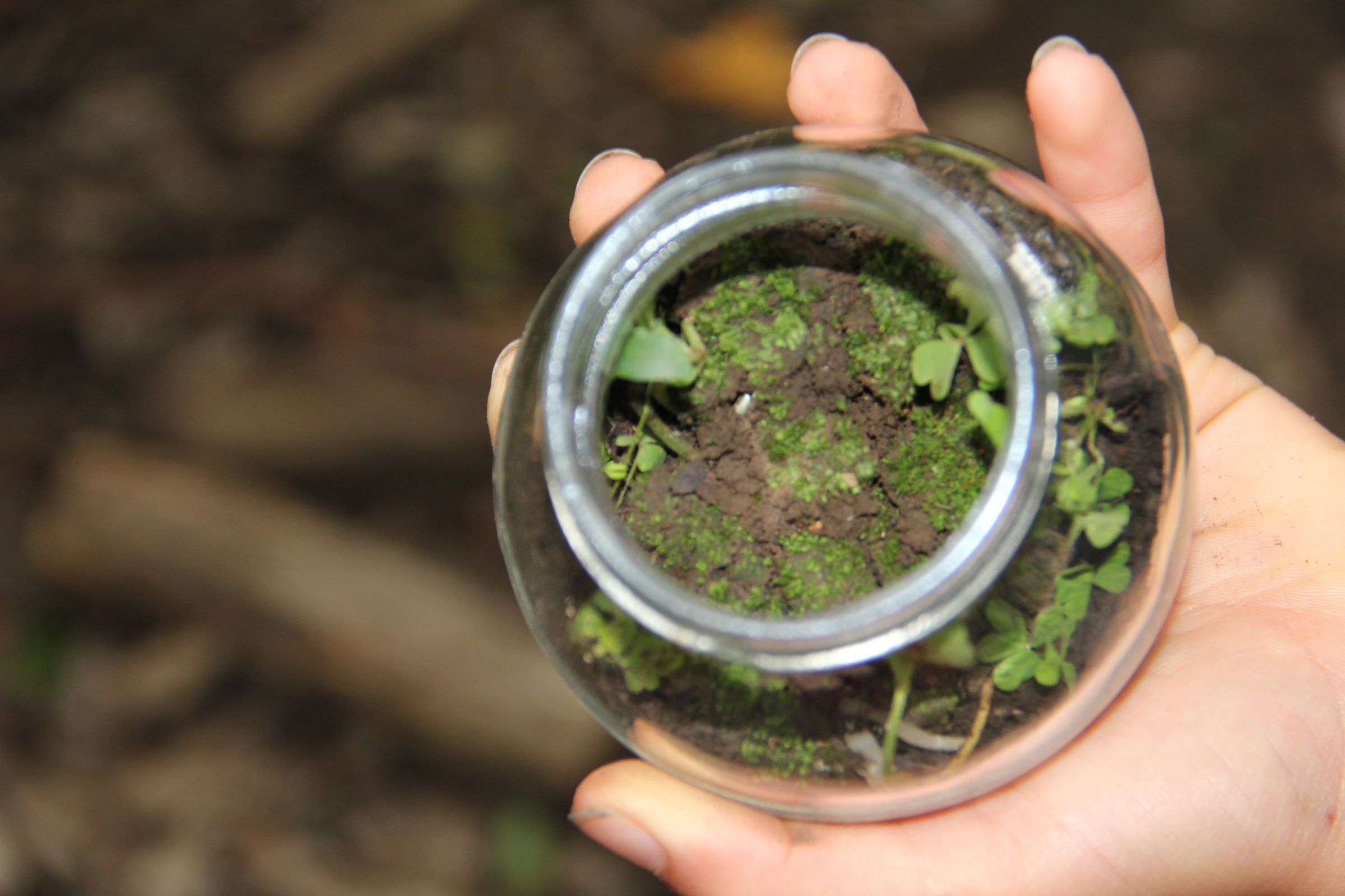DeskTop Jam Jar Terrarium 4 Steps (with Pictures) Instructables