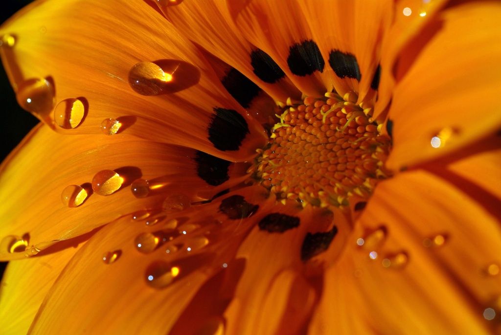 Photographing Flowers and Plants