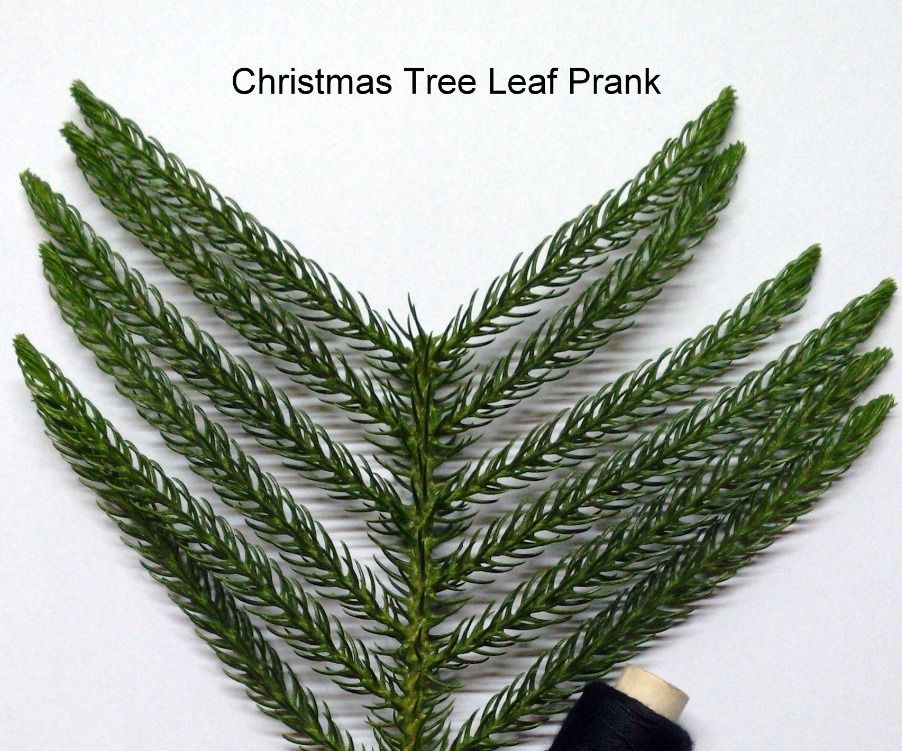 Christmas Tree Leaf Prank