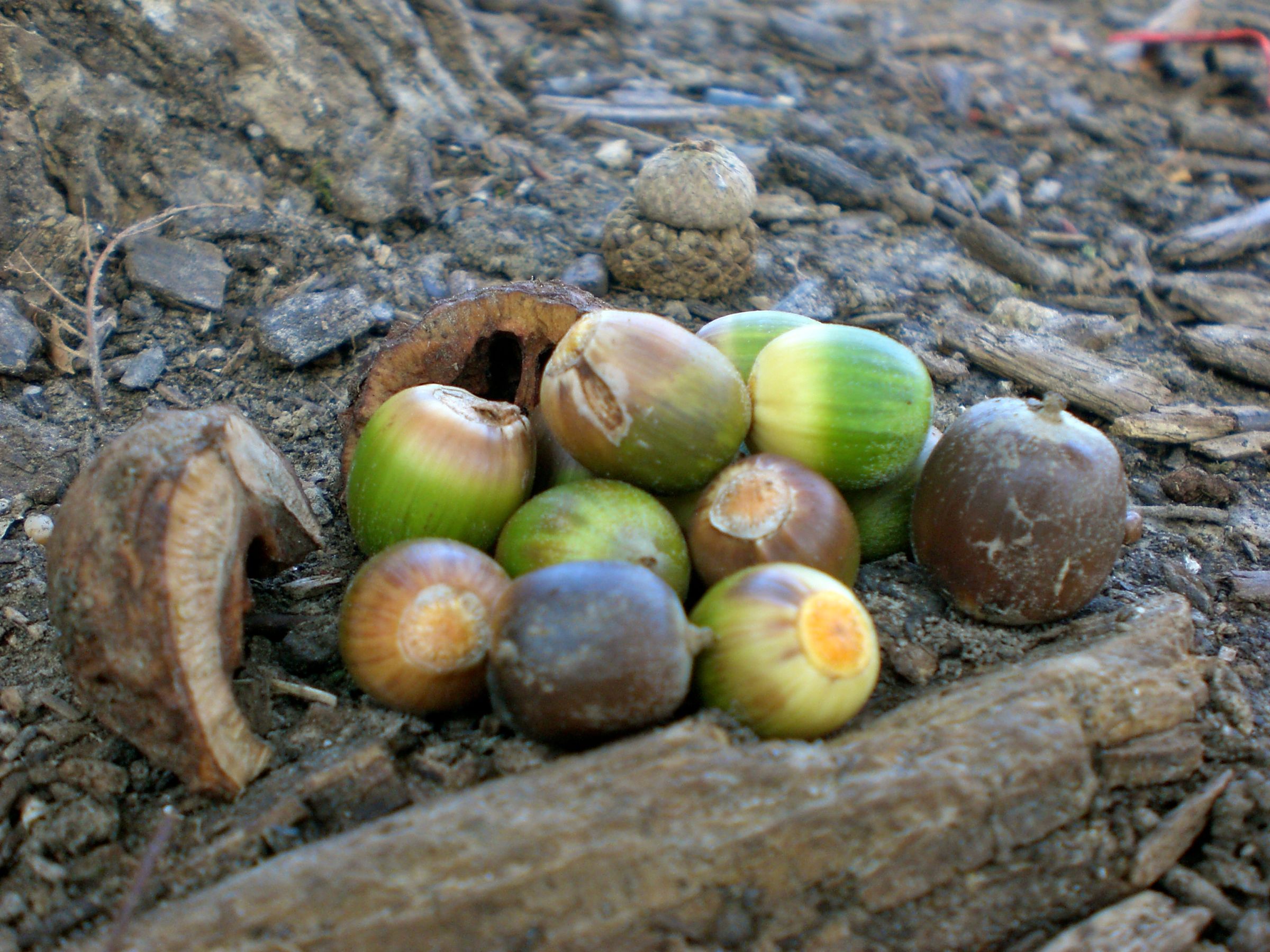 Nuts and berries by my tree.