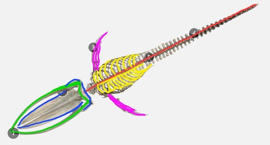 Blue Whale Skeleton Design