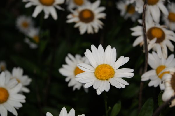 Summer Remembrance