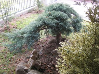 Cloud Pruning a Conifer