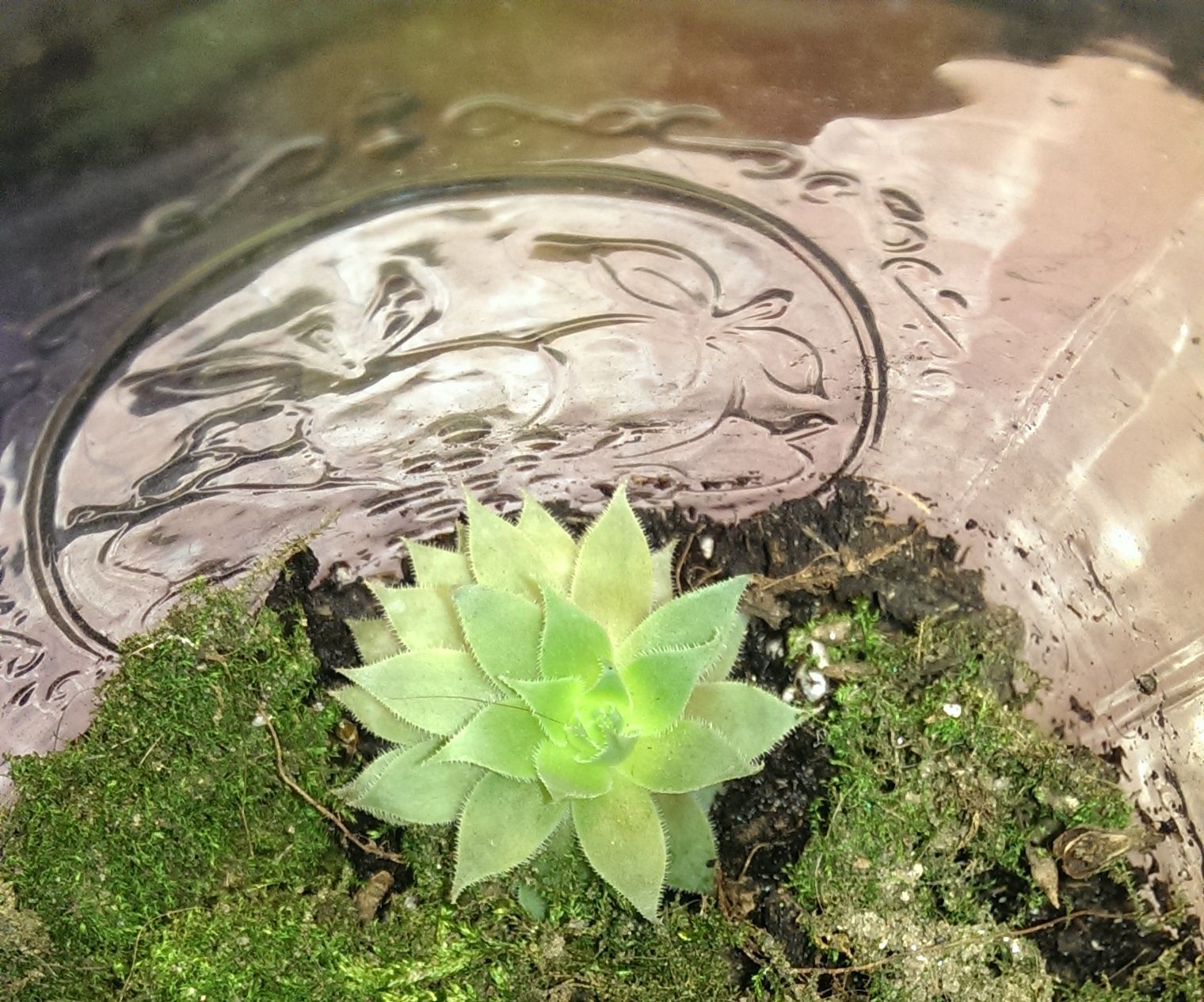 How To: Make a Terrarium
