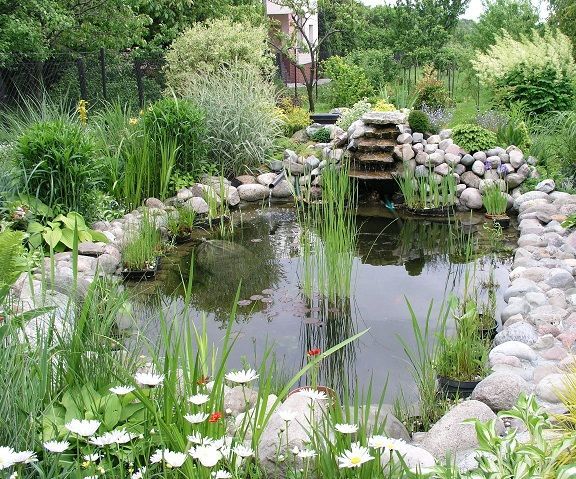 Making Sure You Have a Clean and Healthy Pond