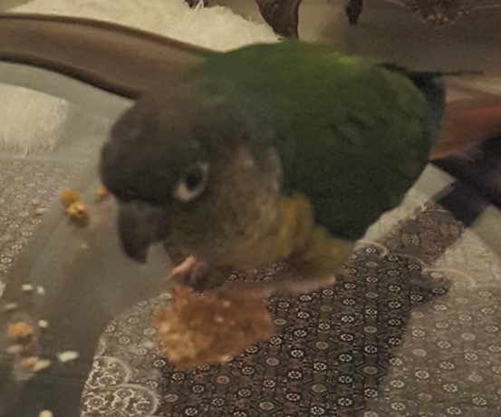 Parrot Biscuit