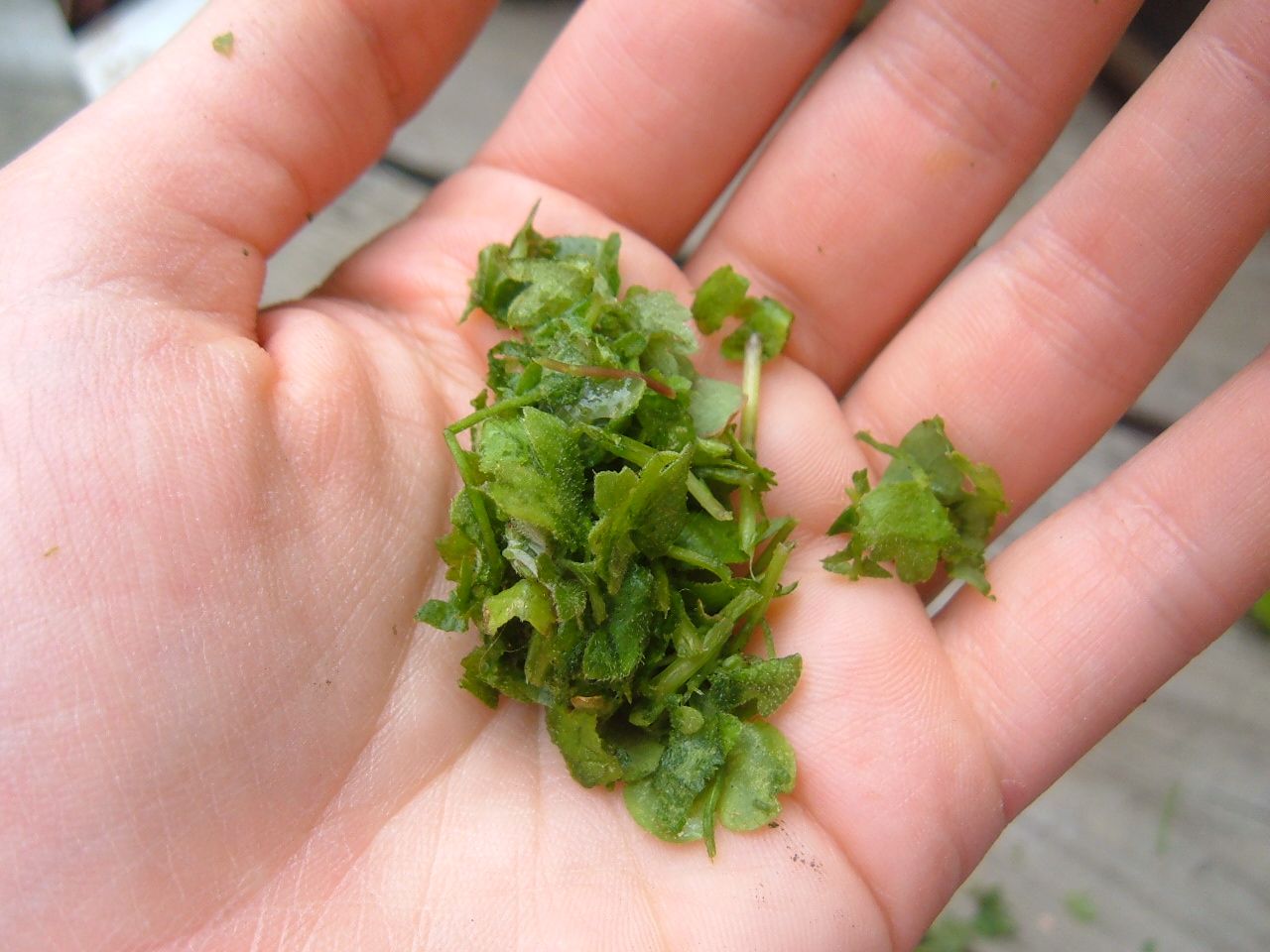 100% All Natural Plant Food ( Fertilizer)