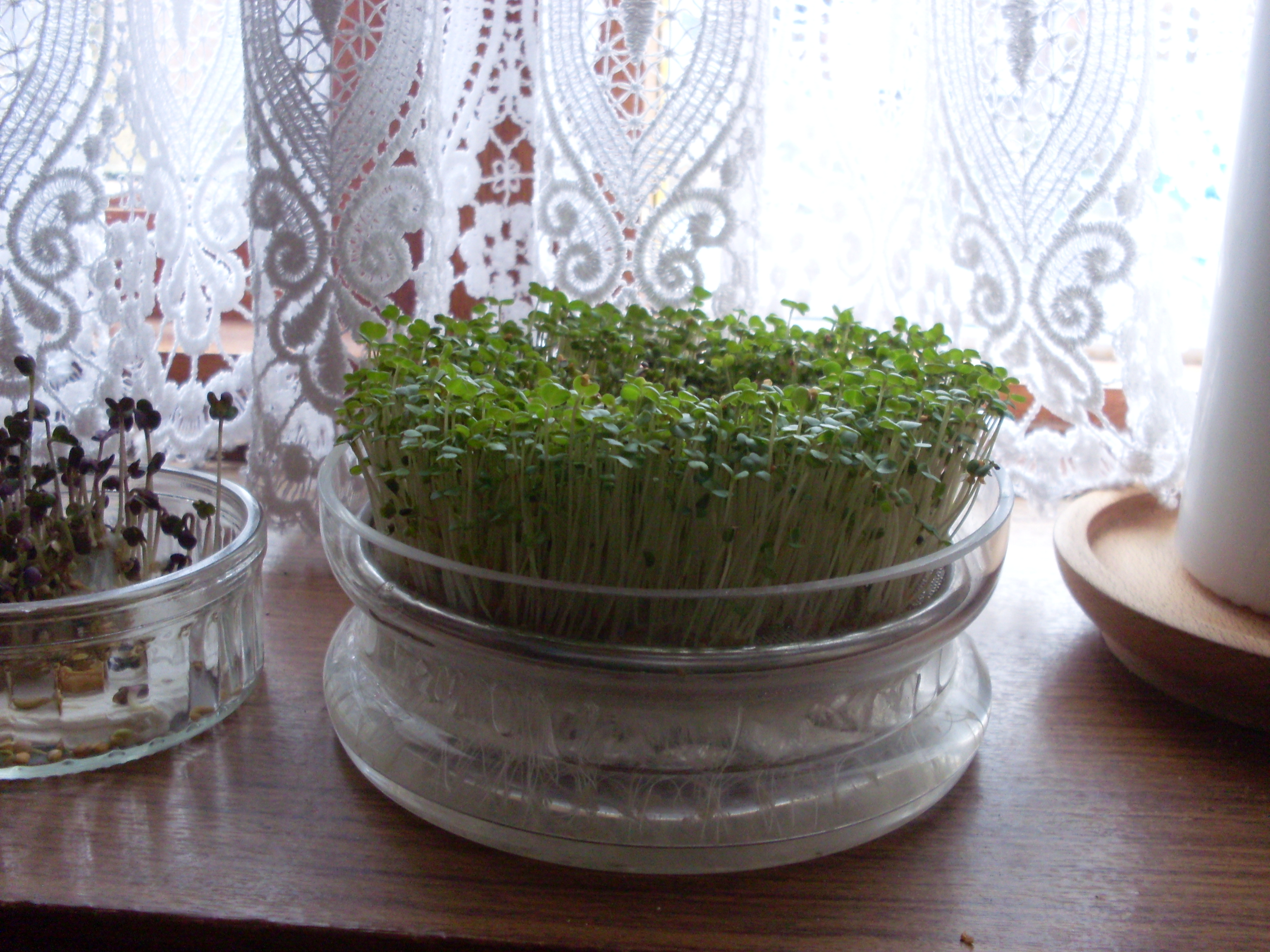 Growing Your Own Sprouts (shoots) the Cheap Way