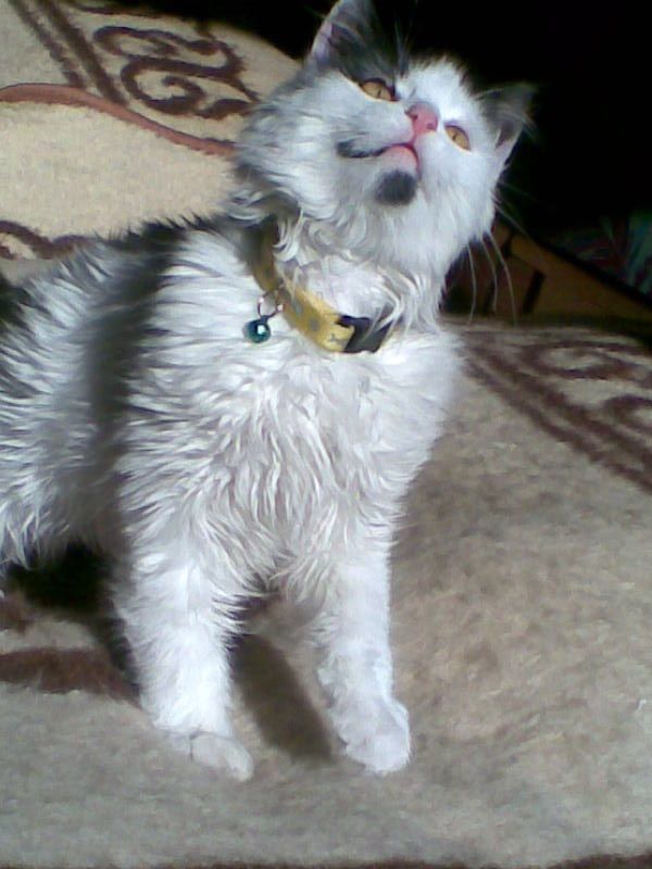 Poirot.