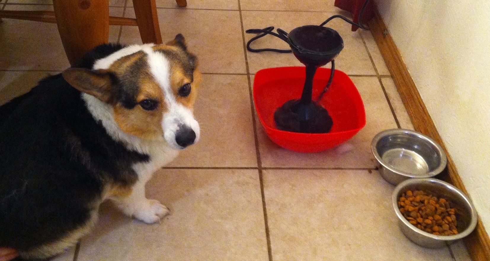 Cheap Doggie Fountain