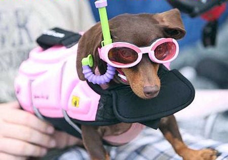 Collection Cover Image: Halloween Pet Costumes