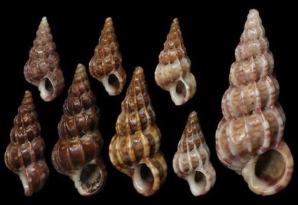 Marine Life Inspiration