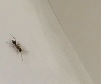 Effective Ant Control on a Budget