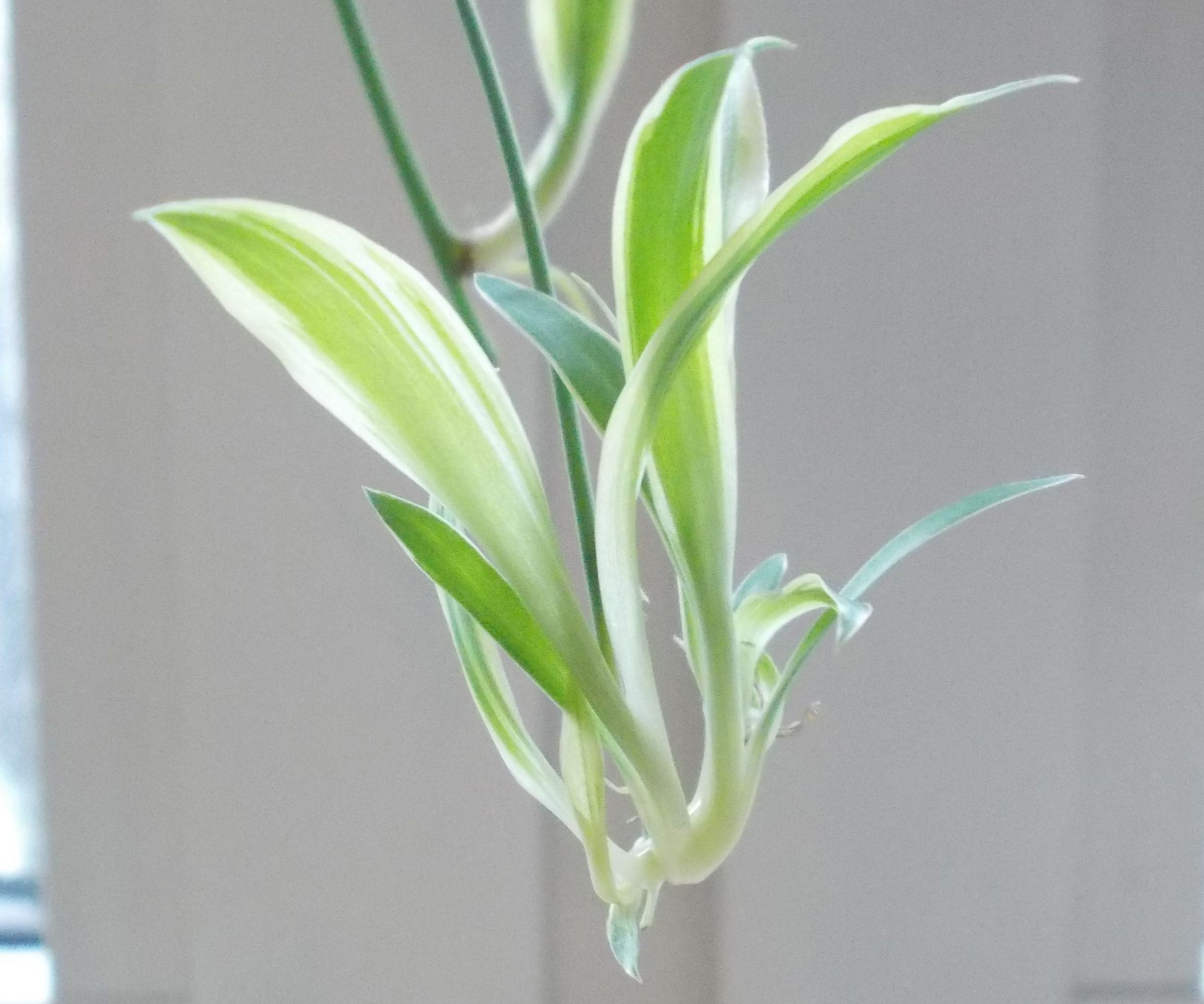 Rootage of Plantlets