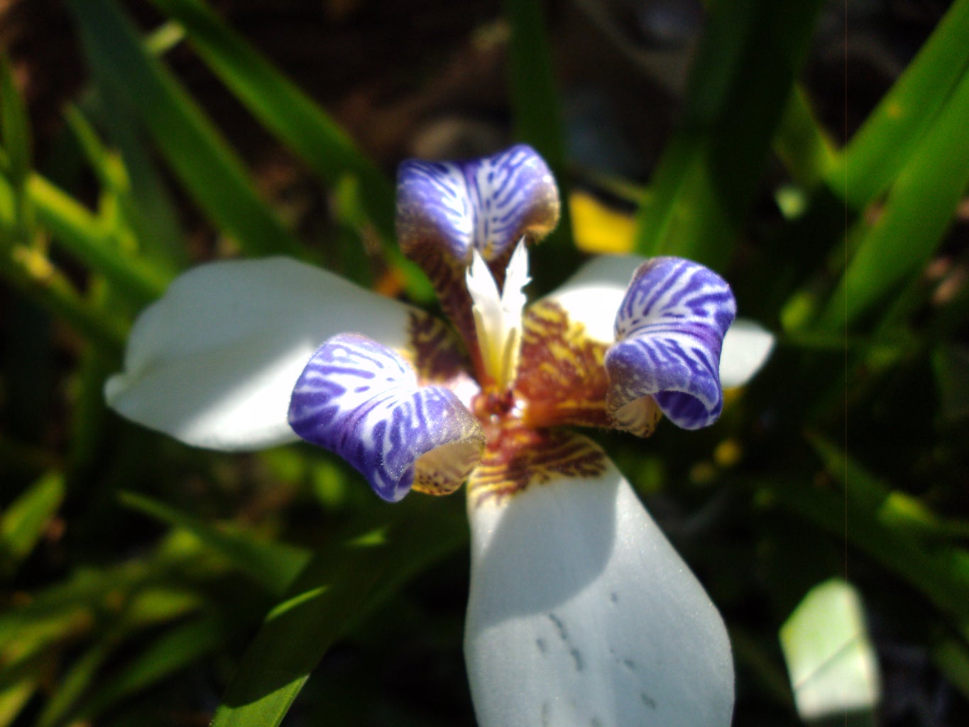 Iris Furrows/ Surcos De Iris 5 Steps Instructables