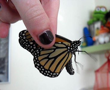 Hatching and Release