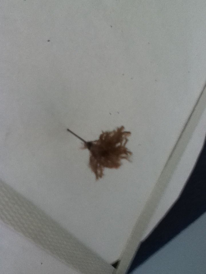 Best Blowdarts Ever!