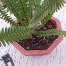 Plant Monitoring and Alerts With ESP8266 and AskSensors IoT Cloud