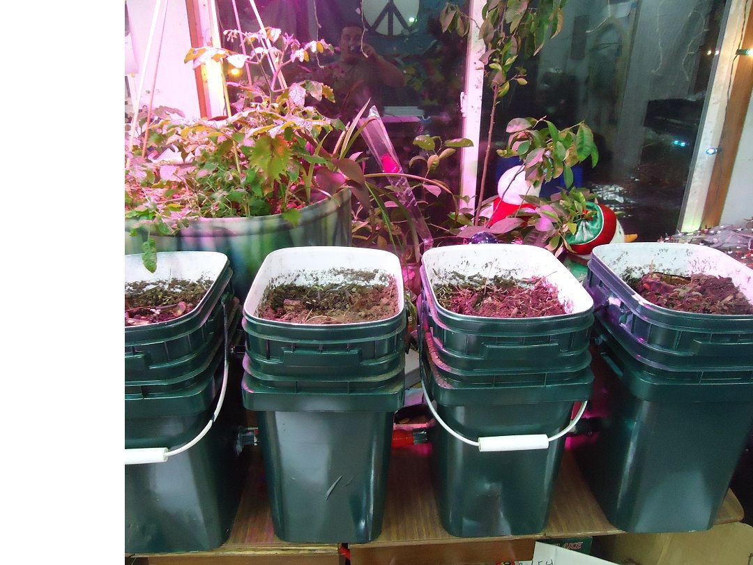 Hybrid Aquaponic / Soil Indoor Winter Garden