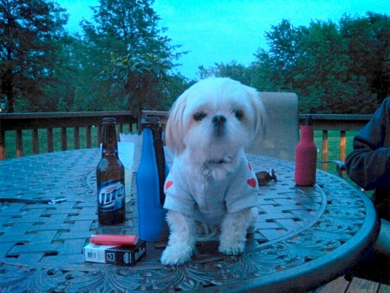 Super Easy Liver Treats for Your Dog!