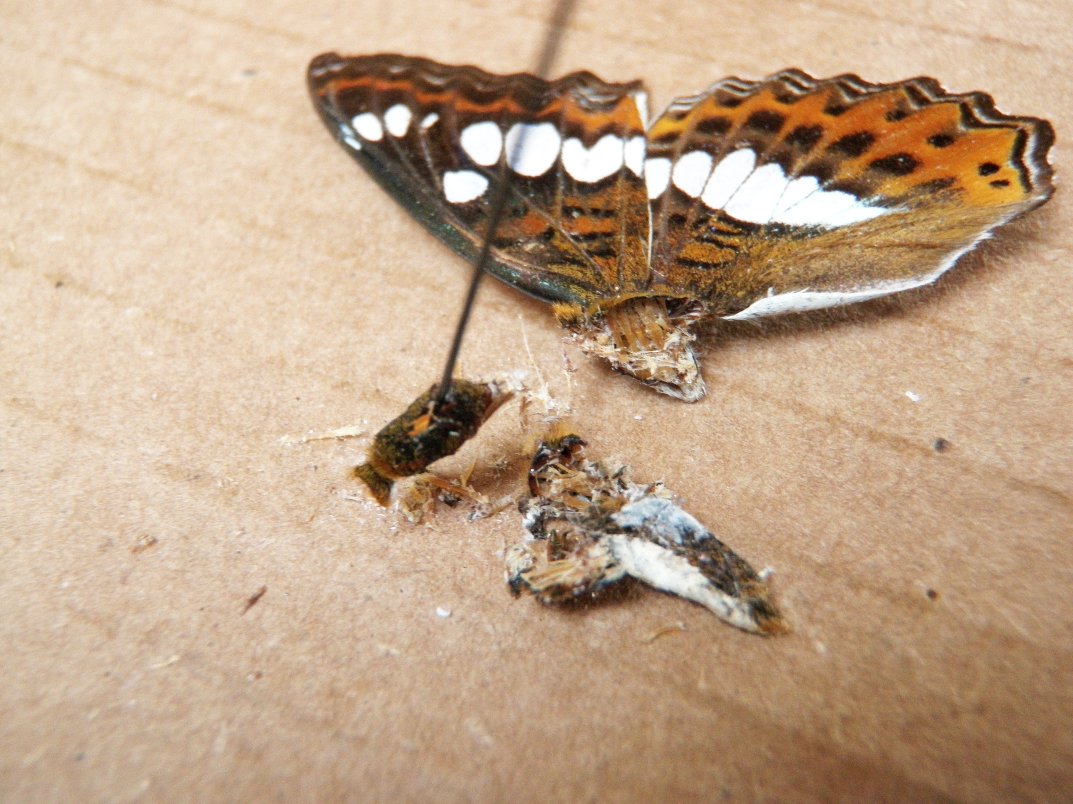 Catch a Cockerfly 7 Steps (with Pictures) Instructables