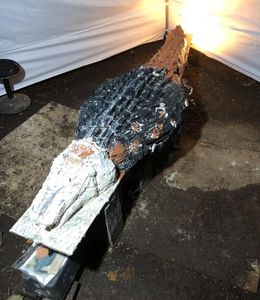 Add Deck Coating to Tail and Head, and Fill in Gaps