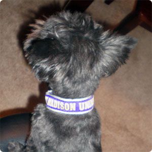 Make Your Own Dog Collar