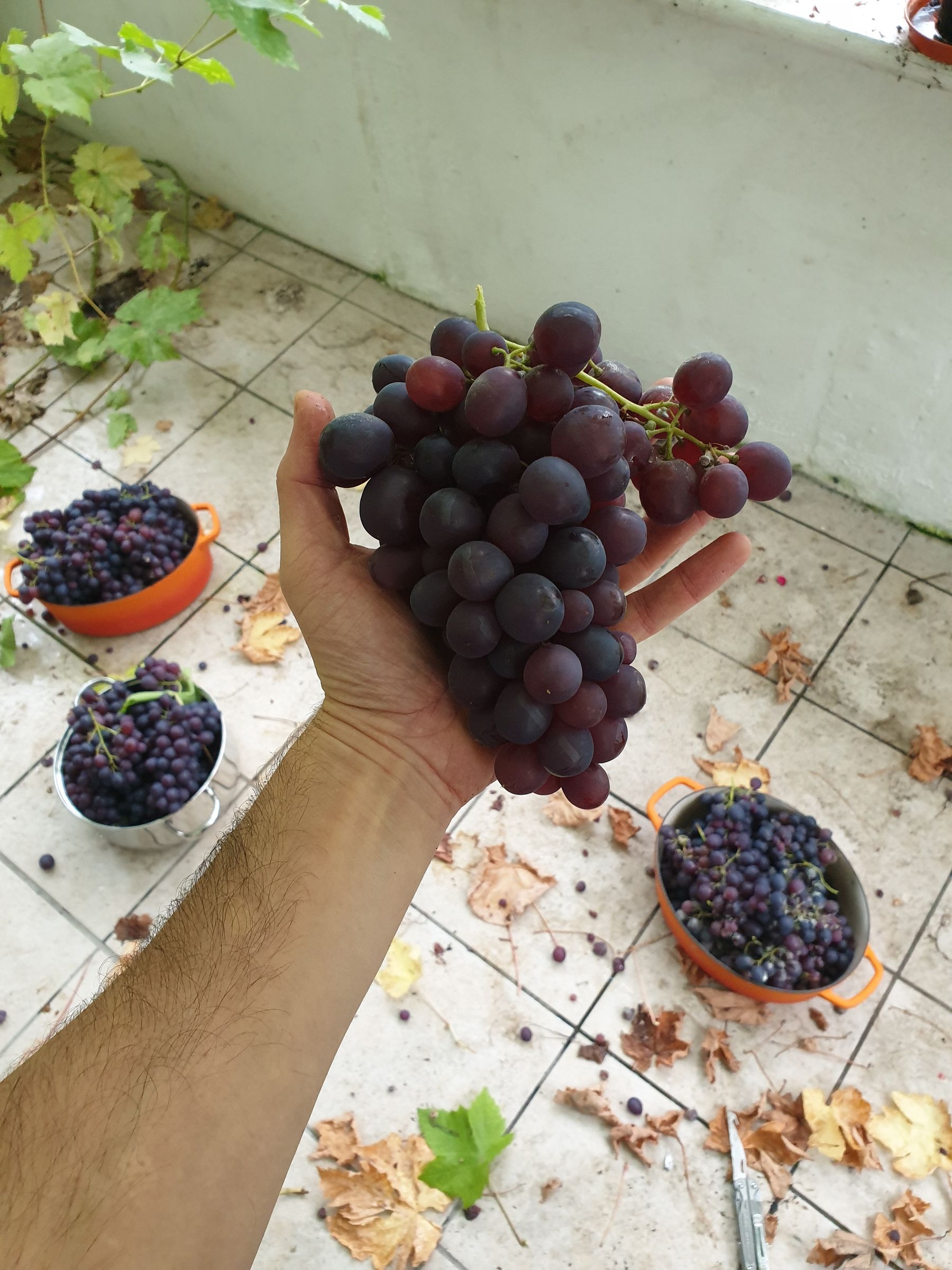 How to Make Your Own Wine From Grapes at Home 20 Steps (with Pictures