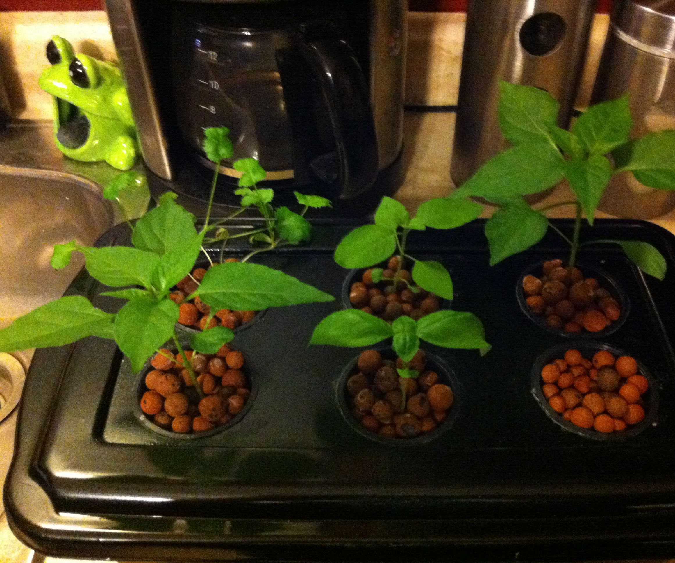 Cheap and Easy Hydroponic Herb Garden