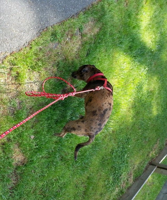 Rope Expandable Leash